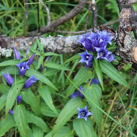 Apartman Cesa Dolomiti