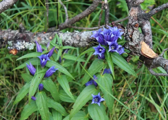 Apartament Cesa Dolomiti